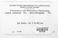 Usnea barbata image
